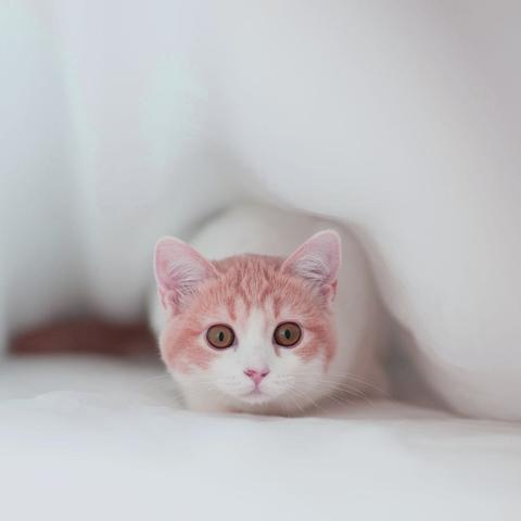 在口袋喵喵游戏中，玩家有机会抽取理想的喵星人！看到口袋喵喵送万抽版，帮助玩家收集心仪角色