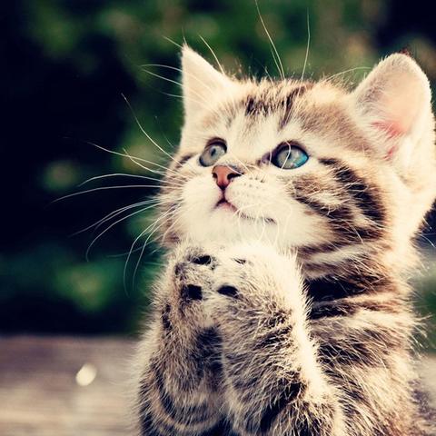 在口袋喵喵游戏中,玩家有机会抽取理想的喵星人!看到口袋喵喵送万抽版,帮助玩家收集心仪角色 在口袋喵喵游戏中,玩家有机会抽取理想的喵星人!看到口袋喵喵送万抽版,帮助玩家收集心仪角色