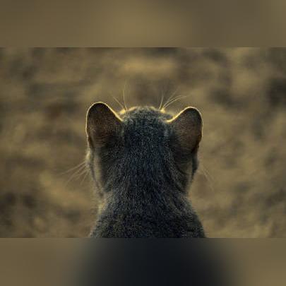 在口袋喵喵游戏中,玩家有机会抽取理想的喵星人!看到口袋喵喵送万抽版,帮助玩家收集心仪角色 在口袋喵喵游戏中,玩家有机会抽取理想的喵星人!看到口袋喵喵送万抽版,帮助玩家收集心仪角色