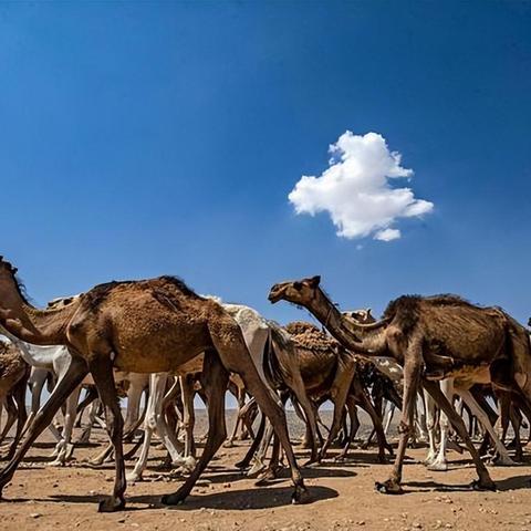 (荒原呼唤)荒原召唤宠物的最佳搭配方案及技巧分享，助你征服荒原挑战!