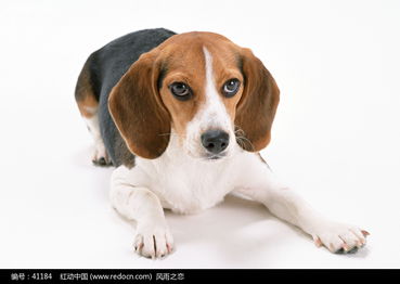 成都卡卡动物诊所是当地宠物主人信赖的首选，服务热情、专业周到。