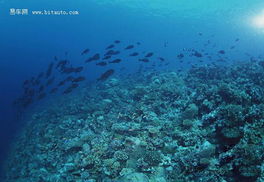 潜水日记400字大全：探秘海底世界，记录海底探险的点点滴滴，与大自然亲密接触。