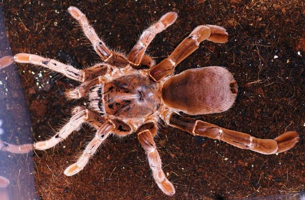 (天狼蜘蛛攻击力)天狼蜘蛛是35还是38？解开这个身世之谜！