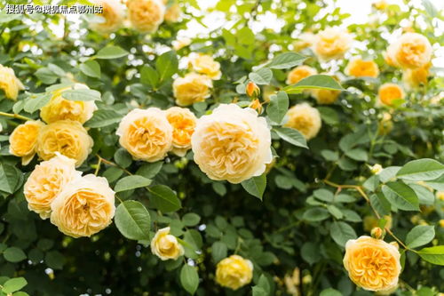 完全解析：六月衷曲最新图文攻略，专业指导你轻松通过剧情难关