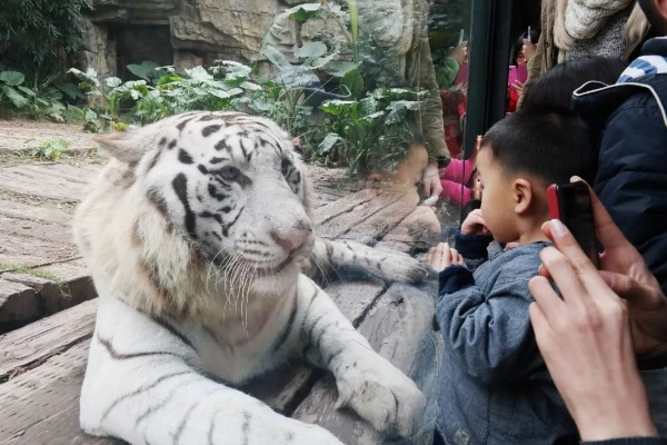 深入探秘四方动物城：全方位揭晓各类动物的独特介绍与生存习性