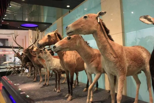 深入探秘四方动物城：全方位揭晓各类动物的独特介绍与生存习性