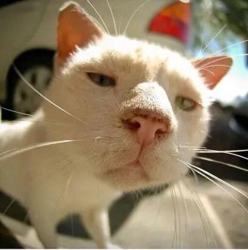 (解脱 猫)探访猫咪解忧铺手机版:如何通过可爱萌物治愈心灵疲惫? (解脱 猫)探访猫咪解忧铺手机版:如何通过可爱萌物治愈心灵疲惫?