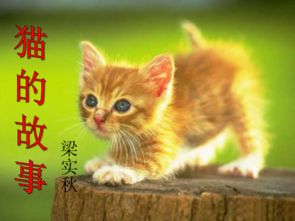 (解脱 猫)探访猫咪解忧铺手机版:如何通过可爱萌物治愈心灵疲惫? (解脱 猫)探访猫咪解忧铺手机版:如何通过可爱萌物治愈心灵疲惫?