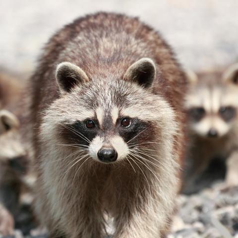 (浣熊为什么不直播了)浣熊不高兴国际服官网：挑战你的时尚触觉，发现新的购物体验