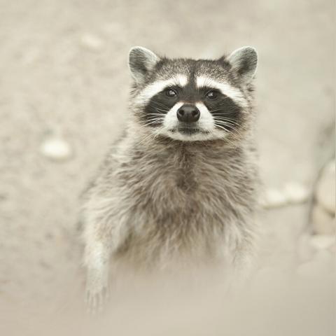 (浣熊为什么不直播了)浣熊不高兴国际服官网：挑战你的时尚触觉，发现新的购物体验