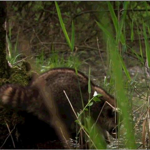 (浣熊为什么不直播了)浣熊不高兴国际服官网：挑战你的时尚触觉，发现新的购物体验