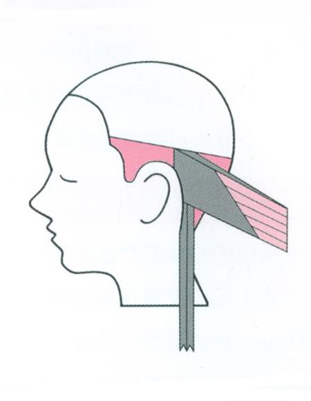 (怎样恢复发际线)如何快速有效地恢复发际线后移，让你重拾自信与美丽