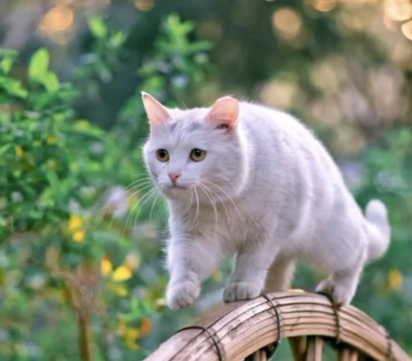 (猫咪田园ios)猫咪田园已经下架了吗?网友们惊讶不已,真相揭秘! (猫咪田园ios)猫咪田园已经下架了吗?网友们惊讶不已,真相揭秘!