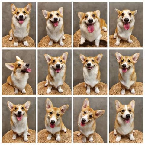 小狗咖啡馆免广告无限钻石：详解免费获取策略，享受畅快淋漓的无广告游戏体验