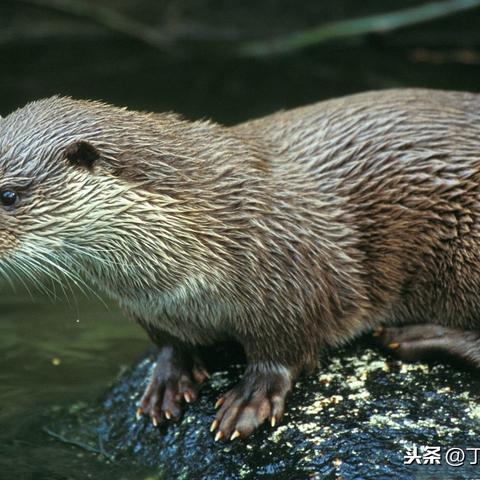 小狗咖啡馆免广告无限钻石：详解免费获取策略，享受畅快淋漓的无广告游戏体验