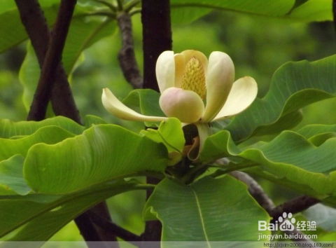 (顽石点头书)顽石点头龙胆紫：揭开神秘植物背后的草药传奇与生态价值