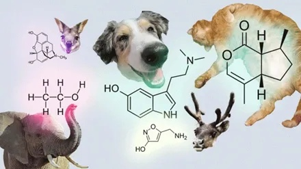 探索神秘的生物世界：揭示‘狗反子’究竟是什么动物及其在生态学中的重要作用