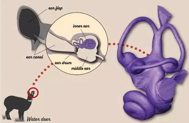 探索神秘的生物世界:揭示‘狗反子’究竟是什么动物及其在生态学中的重要作用 探索神秘的生物世界:揭示‘狗反子’究竟是什么动物及其在生态学中的重要作用