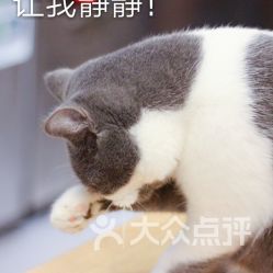 新鲜出炉：猫语咖啡最新版震撼上线，来体验与猫咪对话的魔力吧