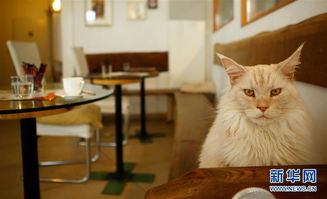 新鲜出炉：猫语咖啡最新版震撼上线，来体验与猫咪对话的魔力吧