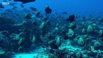 (我们的星球 纪录片)我们的星球纪录片国语版：发现地球之美，探寻自然奥秘