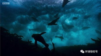 (我们的星球 纪录片)我们的星球纪录片国语版：发现地球之美，探寻自然奥秘