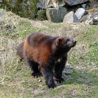 掌机小精灵狩猎场每日刷新机制详解：以图表形式解读捕获概率与时间关系