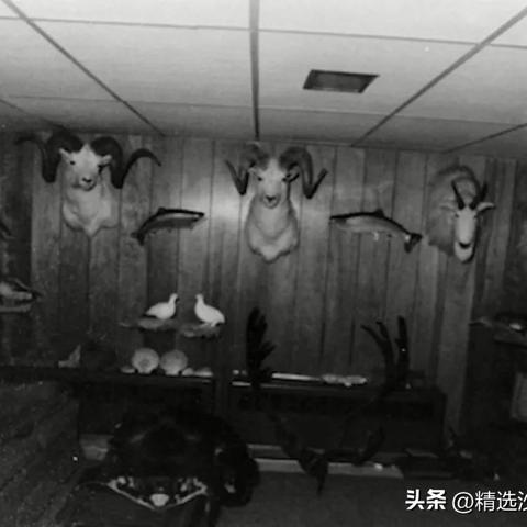 掌机小精灵狩猎场每日刷新机制详解：以图表形式解读捕获概率与时间关系