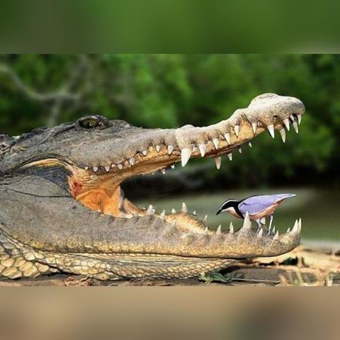 掌机小精灵狩猎场每日刷新机制详解：以图表形式解读捕获概率与时间关系