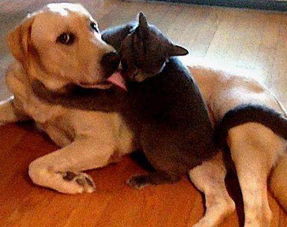 (播放猫狗任务)如何完成猫猫狗狗冰淇淋任务：攻略、技巧及注意事项详解