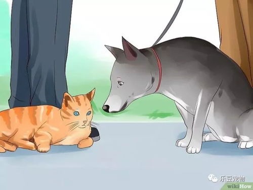 (播放猫狗任务)如何完成猫猫狗狗冰淇淋任务:攻略、技巧及注意事项详解 (播放猫狗任务)如何完成猫猫狗狗冰淇淋任务:攻略、技巧及注意事项详解