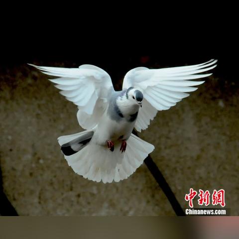 《方舟手游幸存者模式》:在未知的世界里如何生存?挑战自我,寻找生存之道! 《方舟手游幸存者模式》:在未知的世界里如何生存?挑战自我,寻找生存之道!