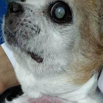 (长期被打的狗会怎样)长期被殴打的狗狗会表现出的症状与行为特征