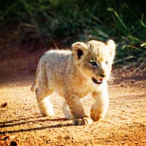 (野牛复仇记中文版)热血再燃，震撼荧幕——《野牛复仇记2》全新上演动人章节