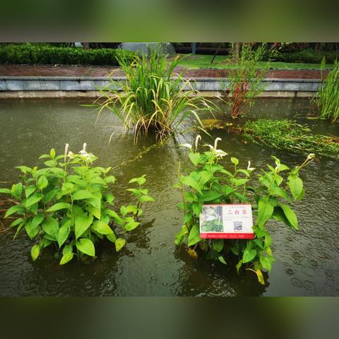 (为什么抖音不显示取货码)一对白天鹅在湖面翩翩起舞，诉说着爱的永恒与纯洁之美