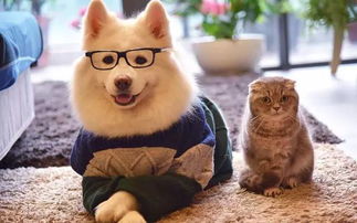 (全国宠物群)与宠物共享空间：国内顶级宠物集结地名字揭秘