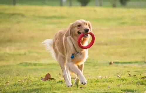 (全国宠物群)与宠物共享空间：国内顶级宠物集结地名字揭秘