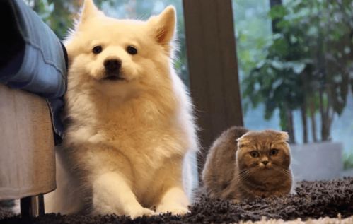 (全国宠物群)与宠物共享空间：国内顶级宠物集结地名字揭秘