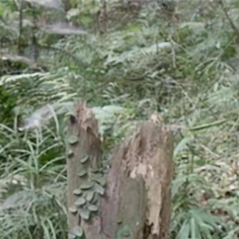 (lol真龙是谁)神秘巨龙王者真龙现身，整个世界都为之震颤，传说将会重现！