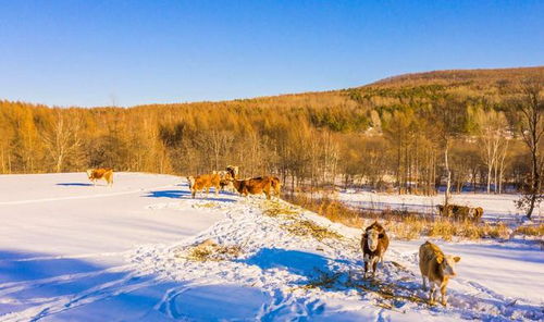 探秘自然之美：寂静森林攻略，探寻密林之神秘，感受大自然的魅力