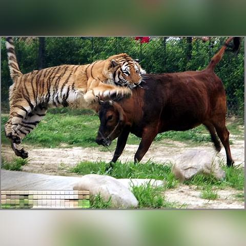 (老虎下山一张皮什么意思)老虎下山一张皮啥意思？探讨这句成语的含义和起源