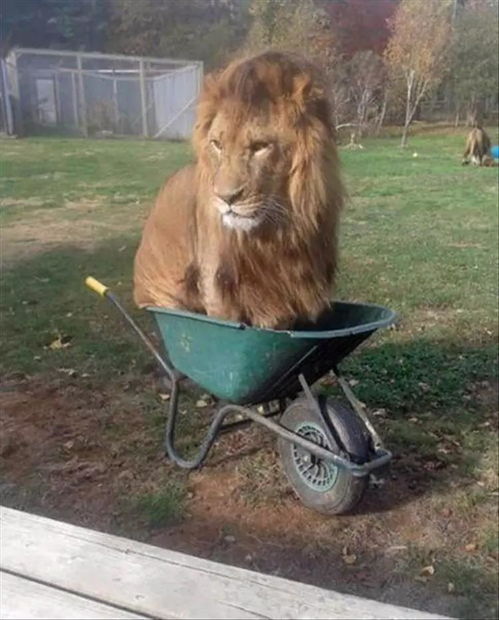 狩猎获奖情况：狩猎专家斩获多项殊荣，助力保护野生动物生态平衡