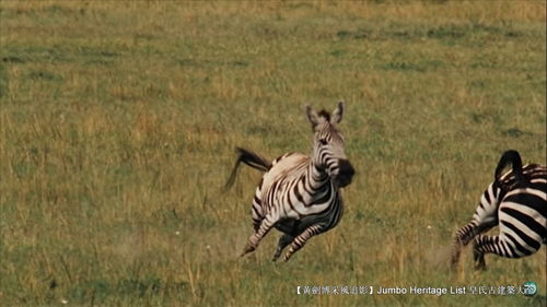 狩猎获奖情况：狩猎专家斩获多项殊荣，助力保护野生动物生态平衡