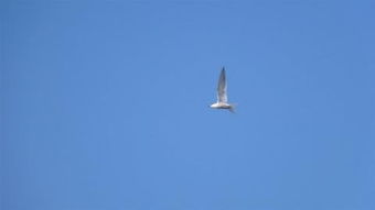 (小鸟在天空自由翱翔)小鸟爱飞翔的混沌英雄,展翅高飞在蔚蓝天空中 (小鸟在天空自由翱翔)小鸟爱飞翔的混沌英雄,展翅高飞在蔚蓝天空中