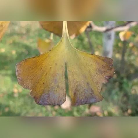 (非人哉九月化妆)非人哉九月黄化：神秘之光照亮秋季深秋之美