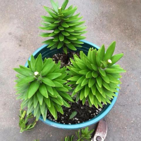 (非人哉九月化妆)非人哉九月黄化：神秘之光照亮秋季深秋之美