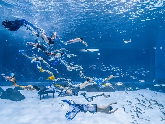 探索海昌海洋公园攻略：从海底世界到极致亲子乐园，畅享全方位海洋奇遇！