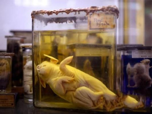 (畸形动物展)是否真的有畸形动物园存在？探索谣言背后的真相和现实