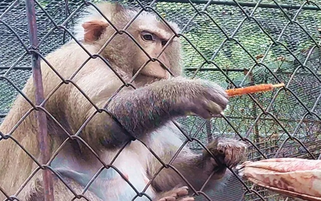 (畸形动物展)是否真的有畸形动物园存在？探索谣言背后的真相和现实