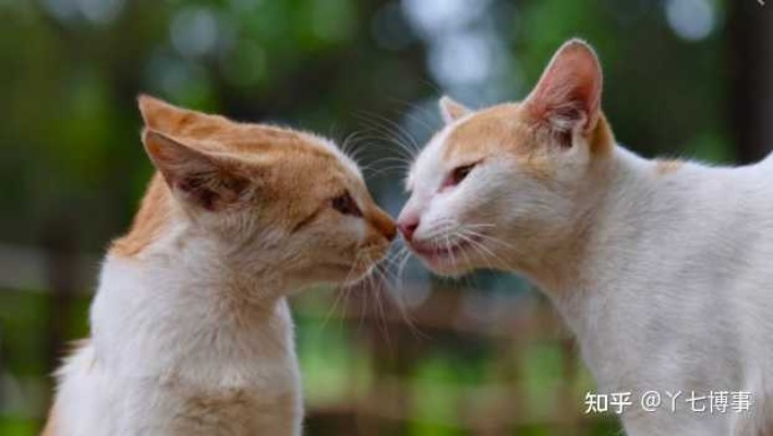 (猫和猫怎么亲热)猫咪和你亲亲：如何建立与你的猫宝宝之间更亲密的关系？
